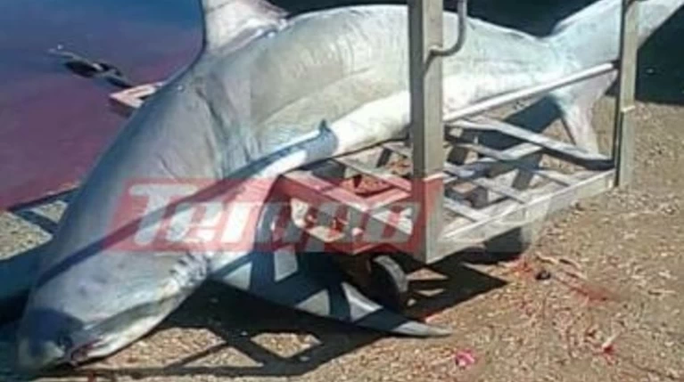 Έπιασαν καρχαρία 200 κιλών στον Πατραϊκό
