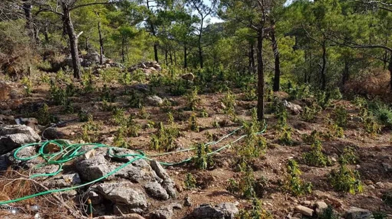 Σε εξέλιξη οι έρευνες για ιδιοκτήτες μεγάλης φυτείας κάνναβης στο Λασίθι