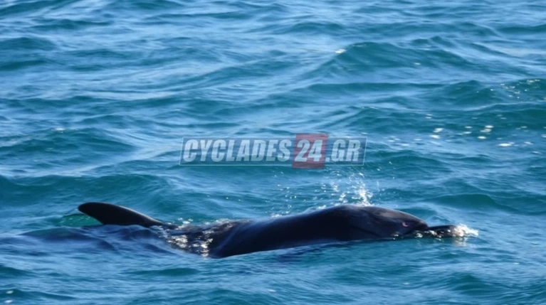 Σύρος: Νεκρό το δελφίνι, παρά τις προσπάθειες διασωστών (φωτο+vid)