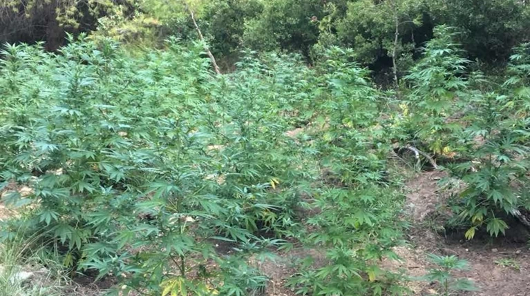 Ερευνα για τους καλλιεργητές χασισοφυτείας στον Ασπρόπυργο