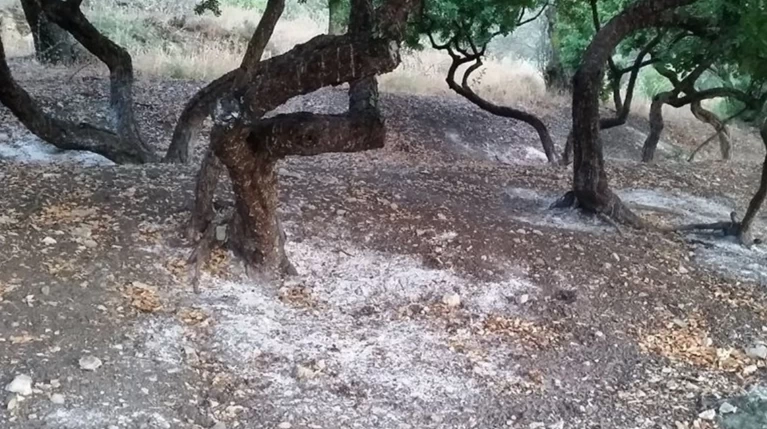 Τεράστιες καταστροφές στα μαστιχοχώρια της Χίου