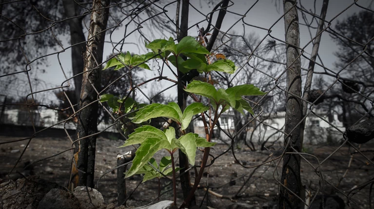 Φωτιά Μάτι: Εγκύκλιος για διορισμό στο Δημόσιο μέλους οικογενειών θανόντων
