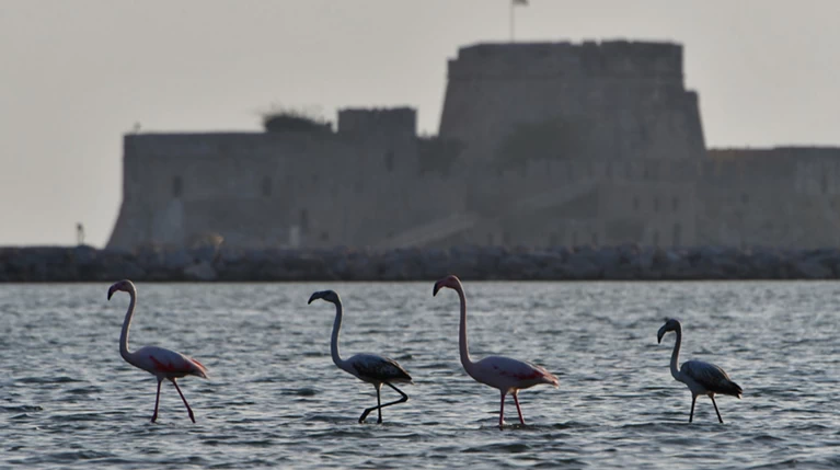 Στο Ναύπλιο 30 πανέμορφα φλαμίνγκο (Εικόνες και βίντεο)