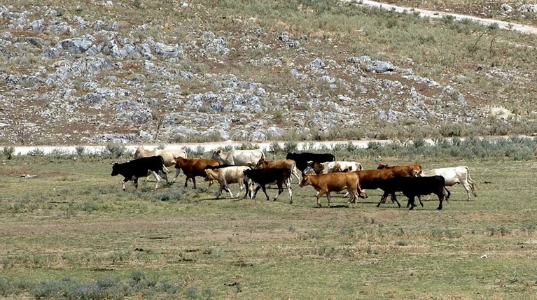 Κρούσμα της νόσου των τρελών αγελάδων στη Σκοτία