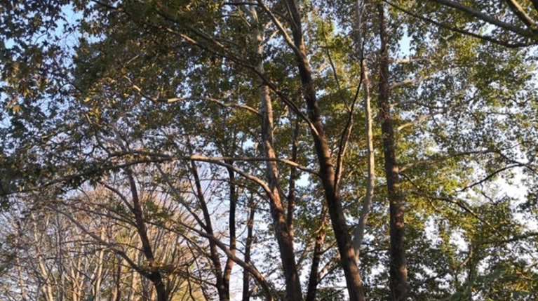 Τρίκαλα: Γιατί πεθαίνουν από μεταχρωματικό έλκος τα πλατάνια