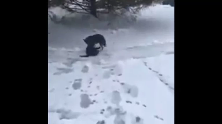 Σκύλος σώζει γάτα που ξεπαγιάζει στο χιόνι