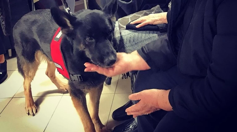 Σκύλοι βοηθοί στην υπηρεσία ατόμων με άνοια ή Alzheimer