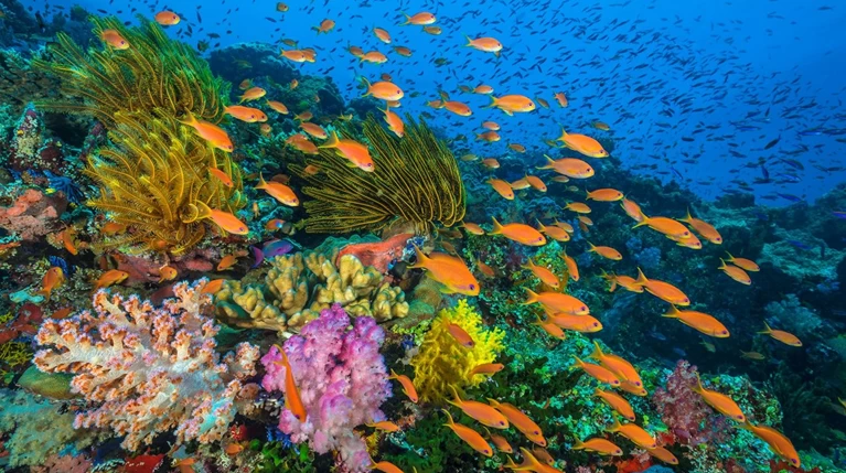Νέα ταινία Θόλου Ωκεανοί παραγωγής BBC Earth στο νέο ψηφιακό Πλανητάριο
