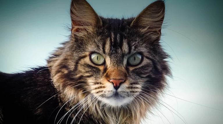 «Adventure Cats»: Γάτες... travel bloggers