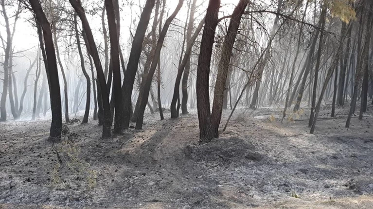 Στροφυλιά: Στάχτη 1.500 στρέμματα του προστατευόμενου δάσους
