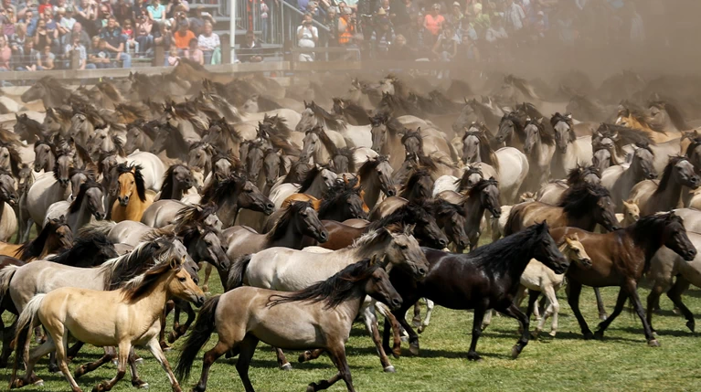 Υπέροχες εικόνες από σόου με άγρια άλογα στη Γερμανία
