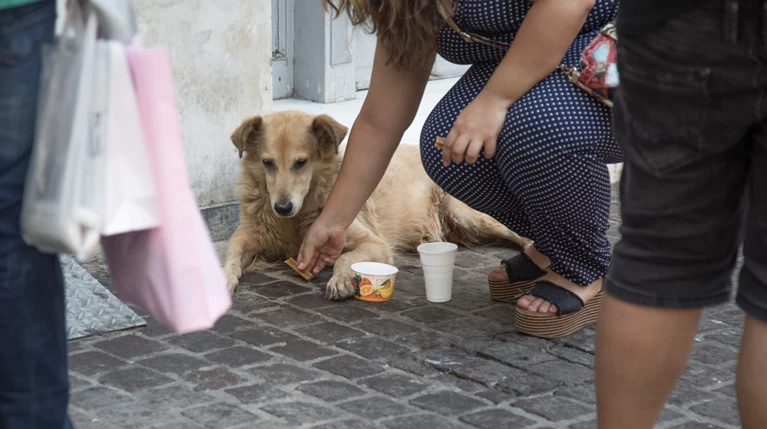 Λίγο νερό και ανθρωπιά για τα αδέσποτα στον καύσωνα