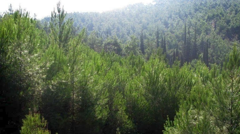 Πολύ υψηλός κίνδυνος πυρκαγιάς σε Αττική και Εύβοια