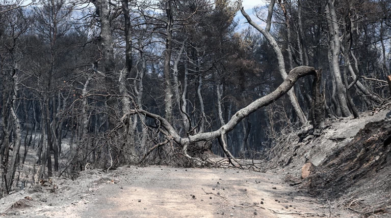 Πυρκαγιές στην Ελλάδα: Κάηκε... μία Σαλαμίνα
