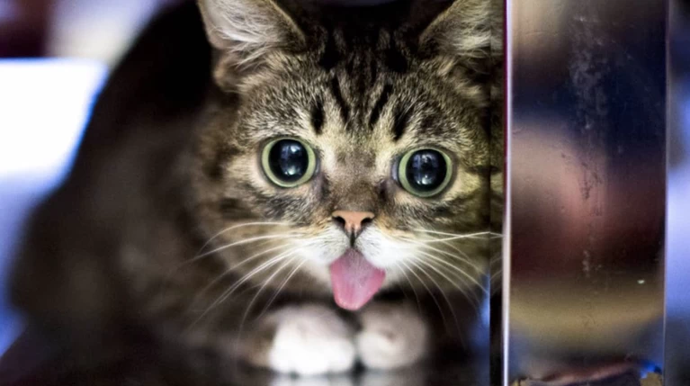 Πέθανε η Lil Bub, η γάτα σταρ με τους 2.4 εκ. followers