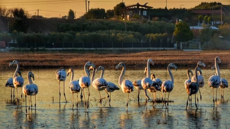 Υπέροχα φλαμίνγκο στον υγρότοπο του Αγίου Μάμα-Εικόνες