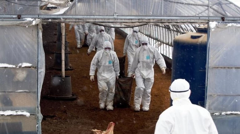 Ανησυχία: Γρίπη των πτηνών σε Κροατια, Ρουμανία, Σλοβακία