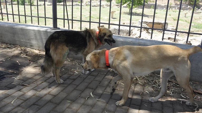 Θεσσαλονίκη: Τι αποφασίστηκε για τα αδέσποτα της πόλης