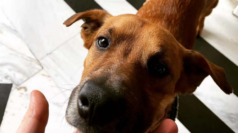 peanut