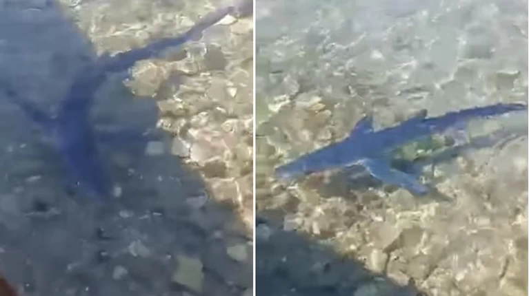 Γαλάζιος καρχαρίας