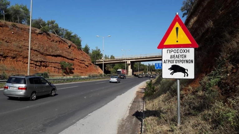 Αγριογούρουνο