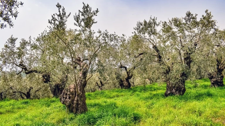 Το βακτήριο που απειλεί τις ελιές σε όλη την Ευρώπη