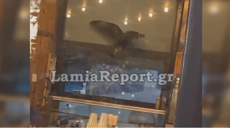 γερακι