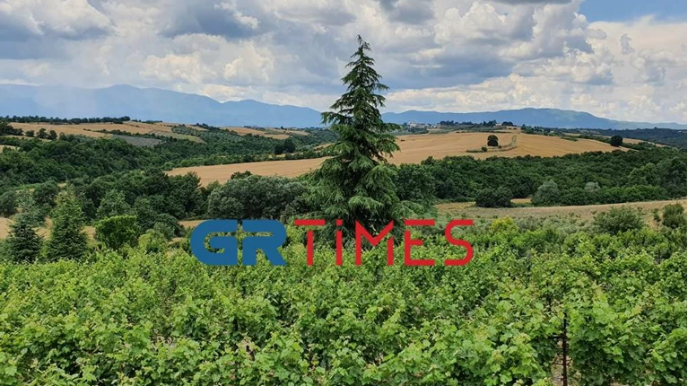 αμπελωνας