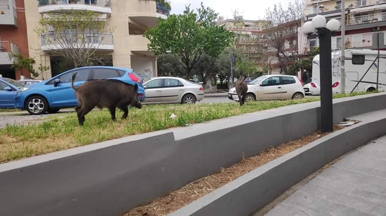 Αγριογούρονα