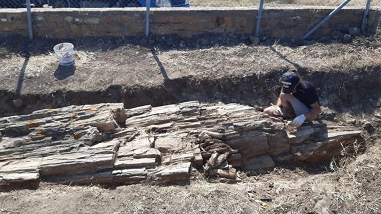Εντυπωσιακό: Βρέθηκε γιγαντιαίος κορμός απολιθωμένου δένδρου στη ...